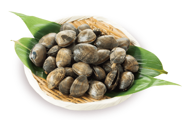 今月の旬の食材紹介 アサリ